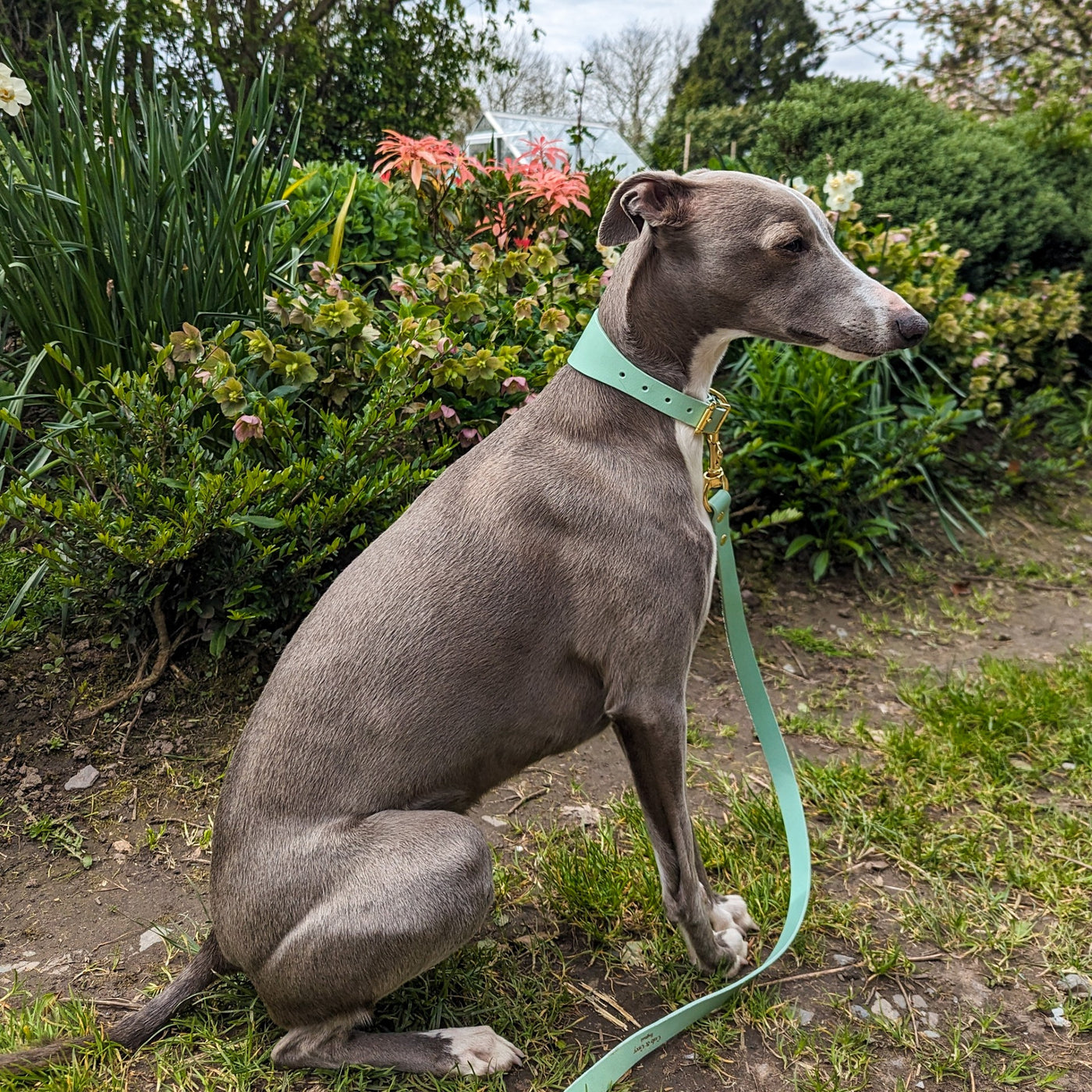 Luxury Leather Dog Lead - Pistachio