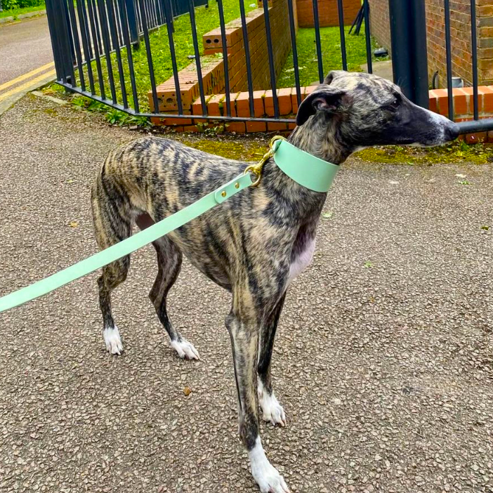 Whippet Collar and Lead turquoise