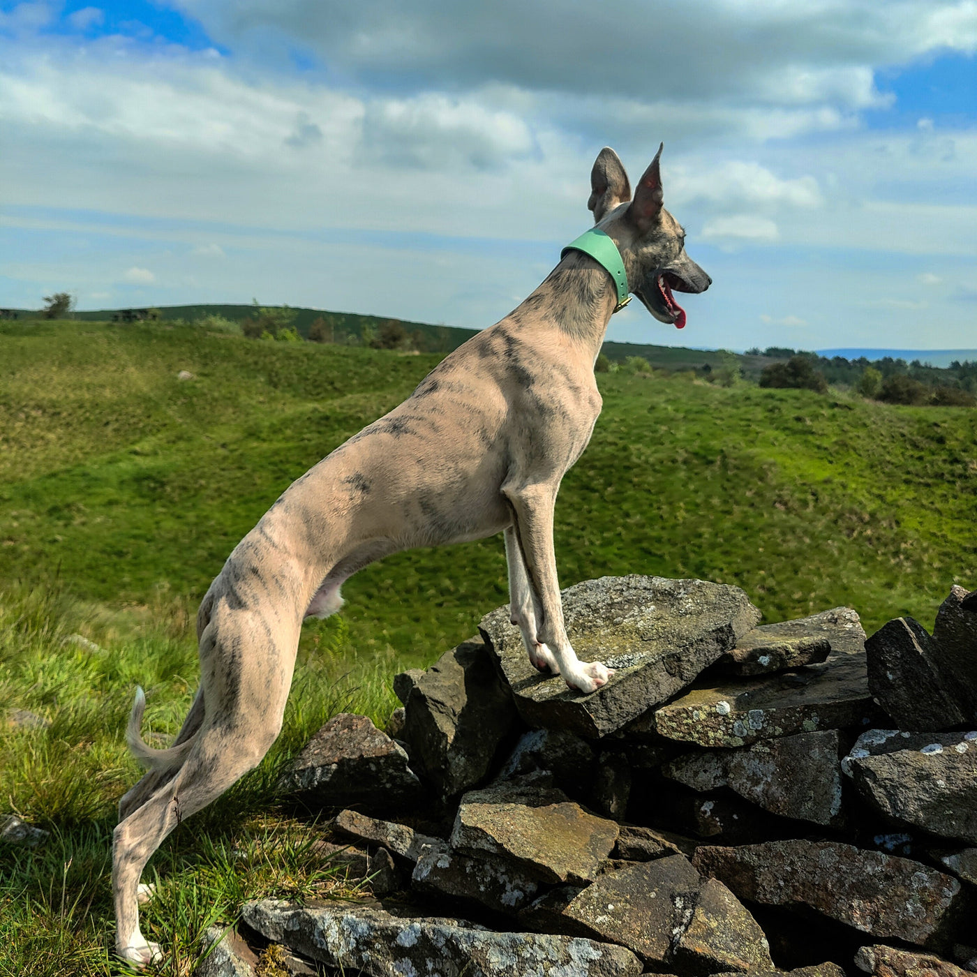 Whippet Collar pale green