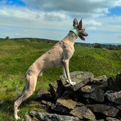 Whippet Collar and Lead - Pistachio