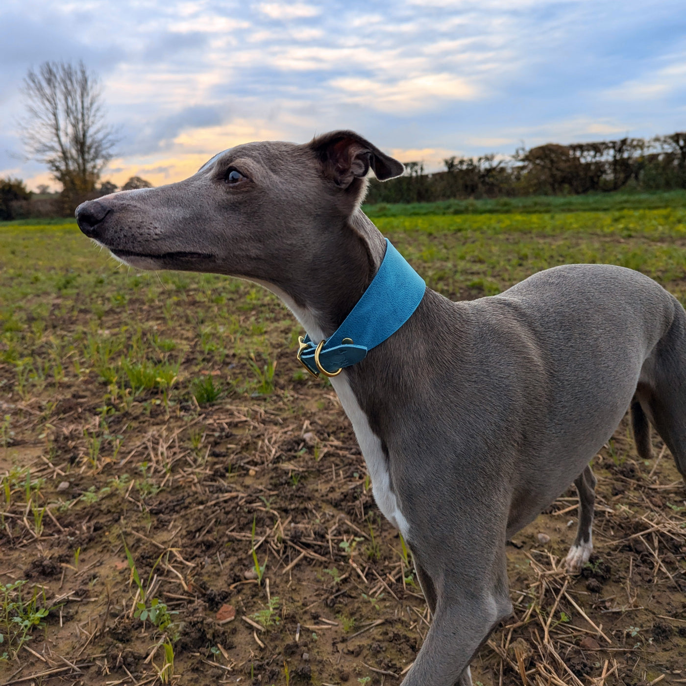 Personalised Leather Hound Collar - Christmas Edition Glacier