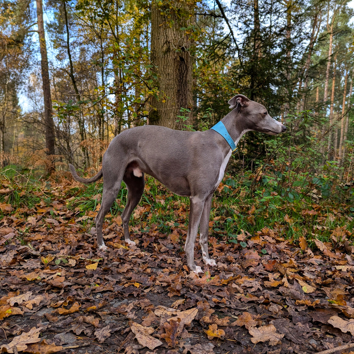 Personalised Leather Hound Collar - Christmas Edition Glacier