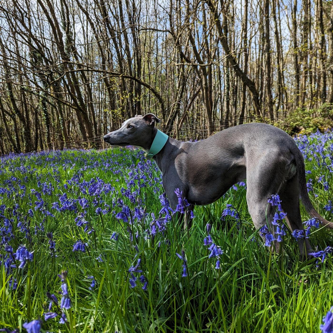 Leather Hound Collars - Pistachio