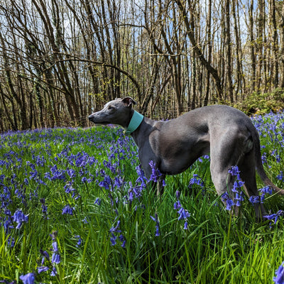 Moriarty Leather Hound Collar in Pistachio