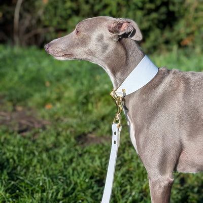 white leather dog lead Christmas whippet