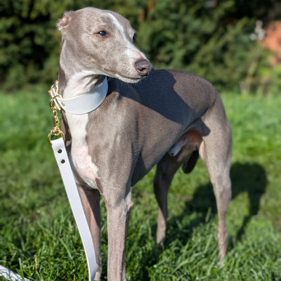 white leather whippet collar and lead