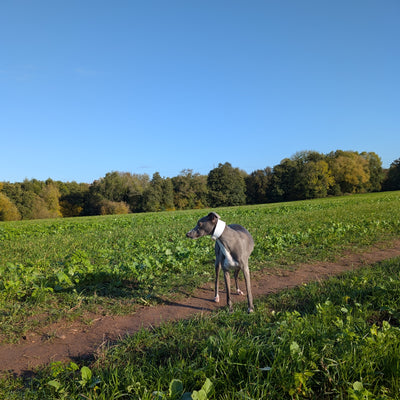 white whippet collar