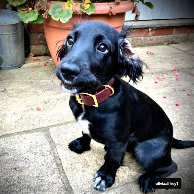 Personalised Leather Dog Collar in British Burgundy on puppy