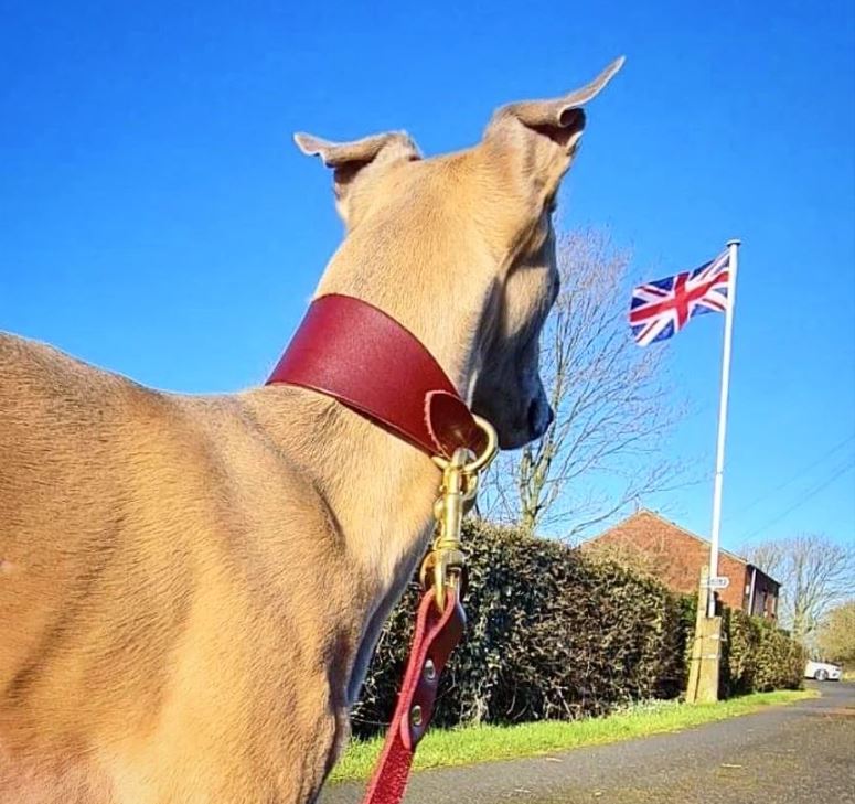 Leather Dog Collars for Hound on whippet – British Burgundy