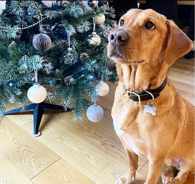 Personalised Leather Dog Collar in Midnight Blue on Labrador