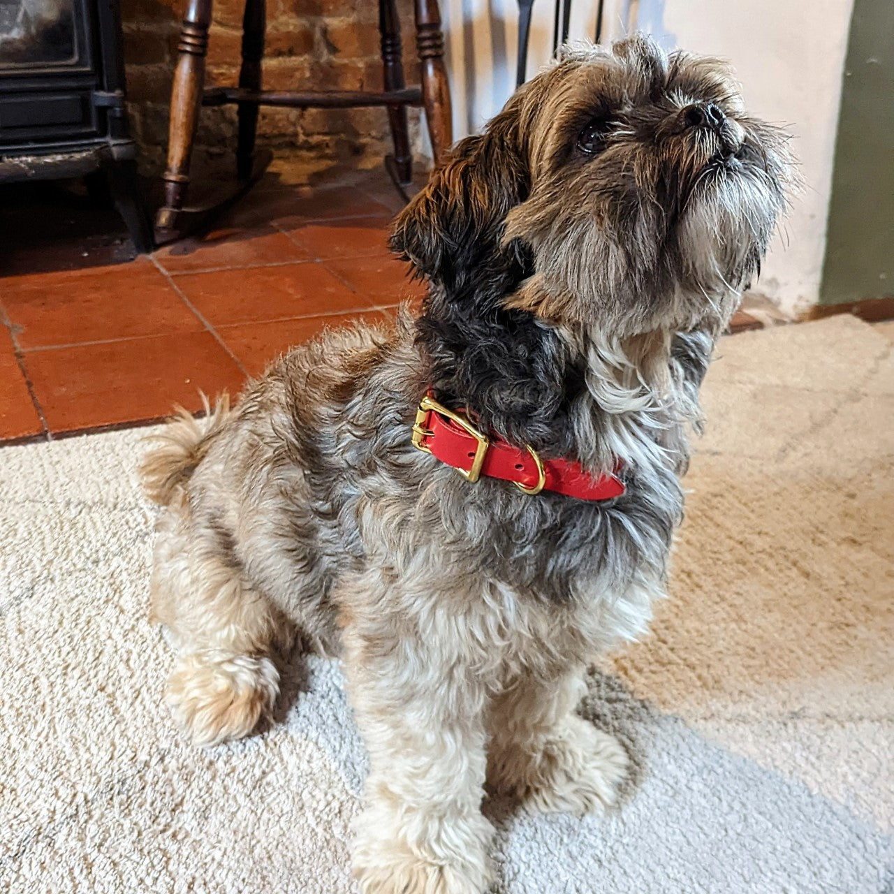 Personalised Leather Dog Collar in Cavendish Red on cavipoo