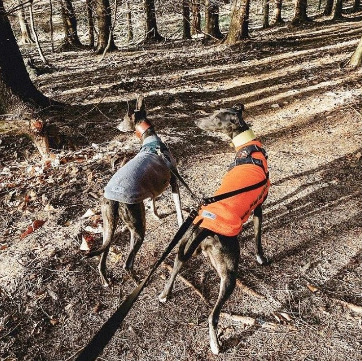 Couple Lead, leash for walking two dogs shown with whippets