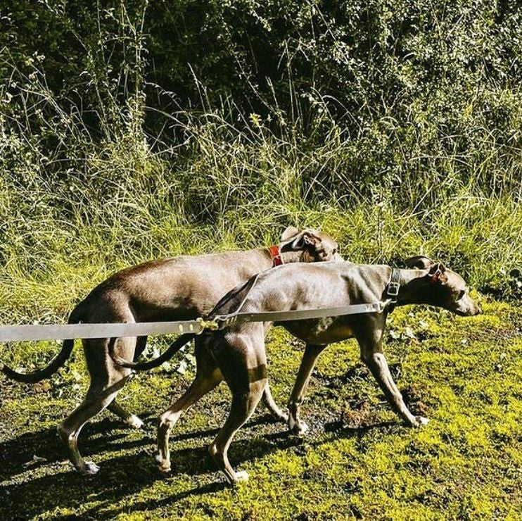 Couple Lead, leash for walking two dogs in Sacramento Green with whippets