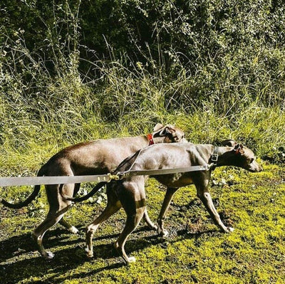 Couple Lead, leash for walking two dogs in Midnight Blue for whippets