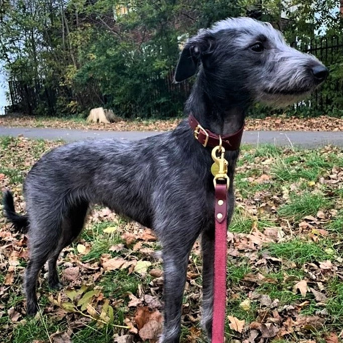 Custom Made Dog Collars Bedlington whippet