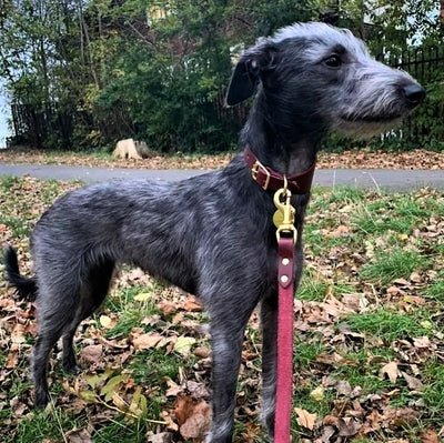 Custom Made Dog Collars Bedlington whippet