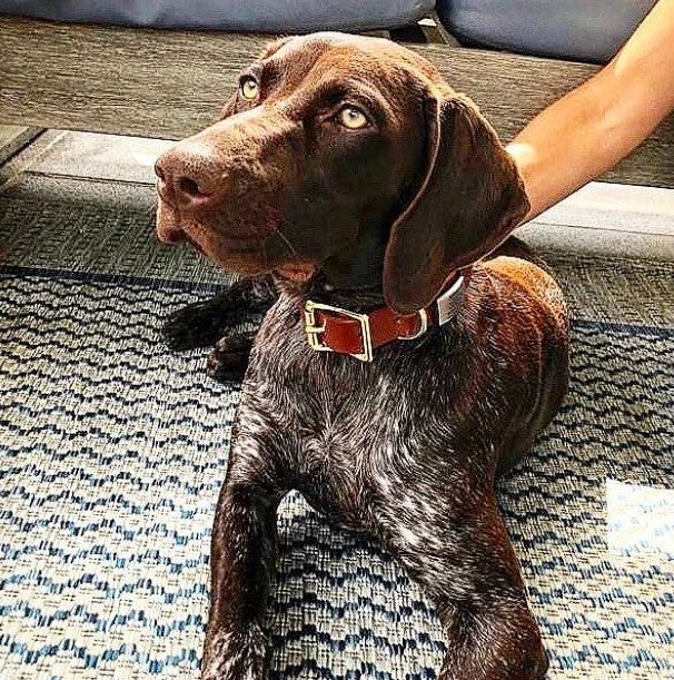 Custom Made Dog Collars pointer