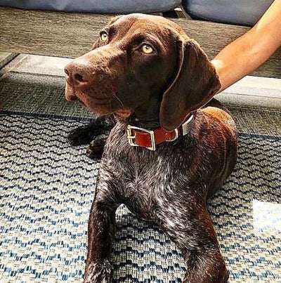 Custom Made Dog Collars pointer