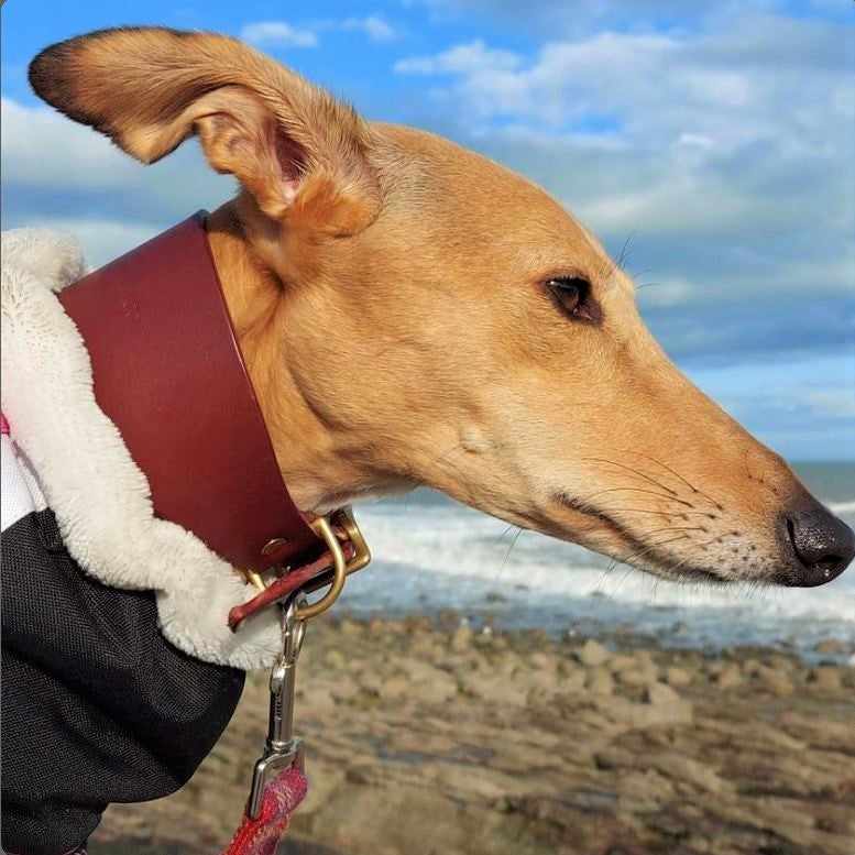 Leather Dog Collar for Hound on lurcher – British Burgundy
