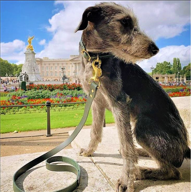 Personalised Leather Dog Lead in Sacramento Green with matching dog collar