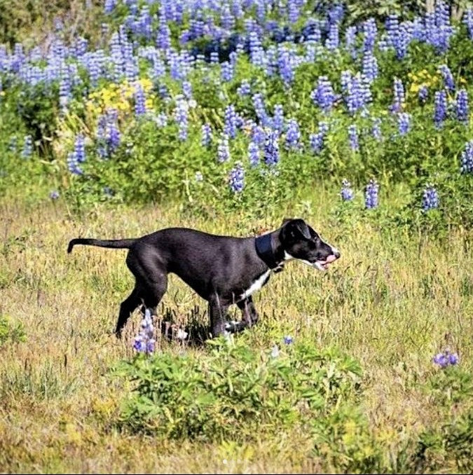 Leather Dog Collar for Hound on lurcher puppy – Midnight Blue