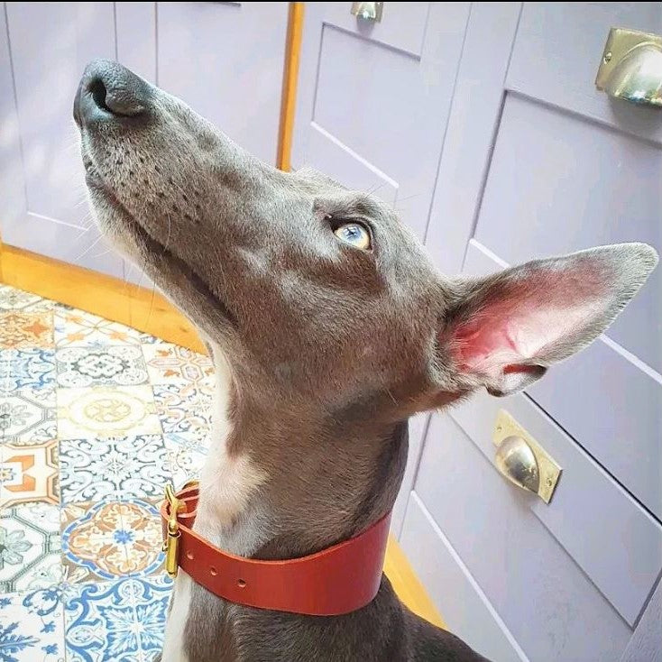Leather Hound Collars lurcher whippet dog