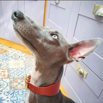 Leather Hound Collars lurcher whippet dog