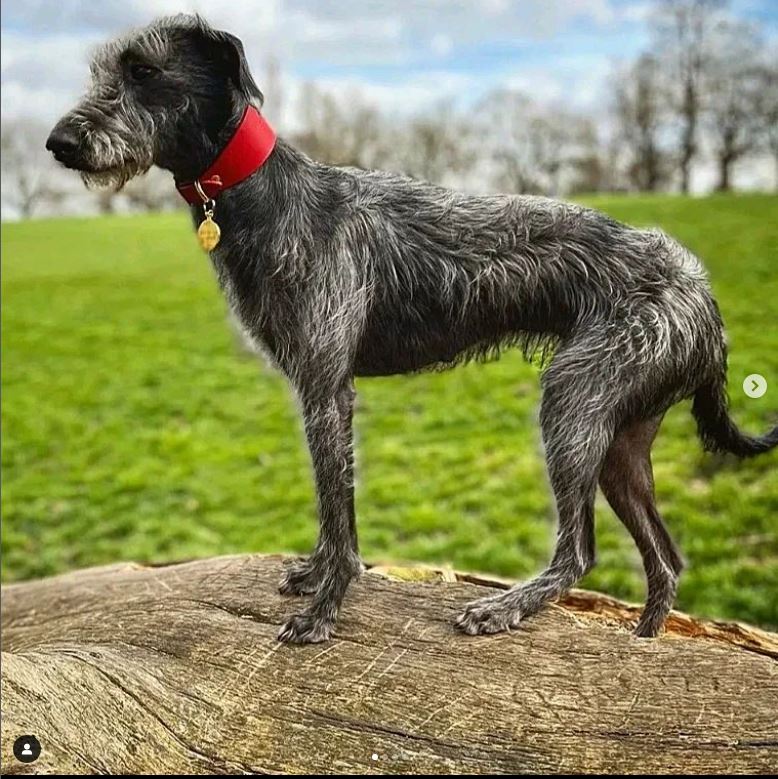 Leather Hound Collars red Bedlington whippet