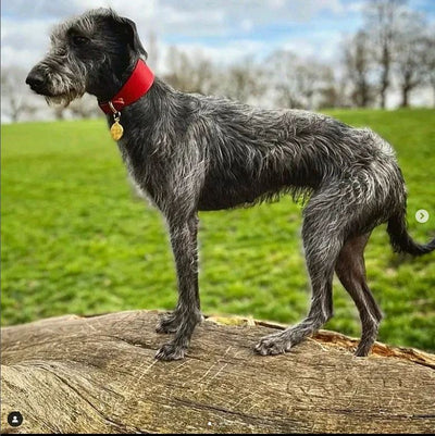 Leather Hound Collars red Bedlington whippet