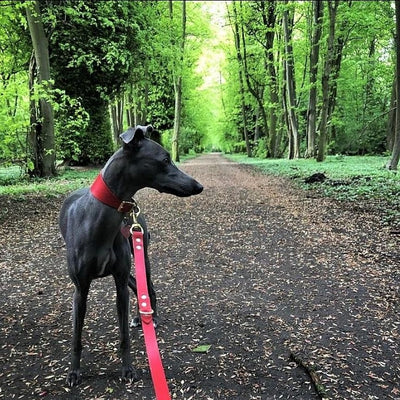 Leather Training Lead red whippet
