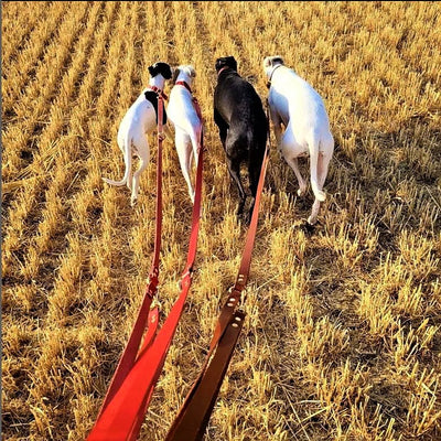 Leather Training Lead red whippets