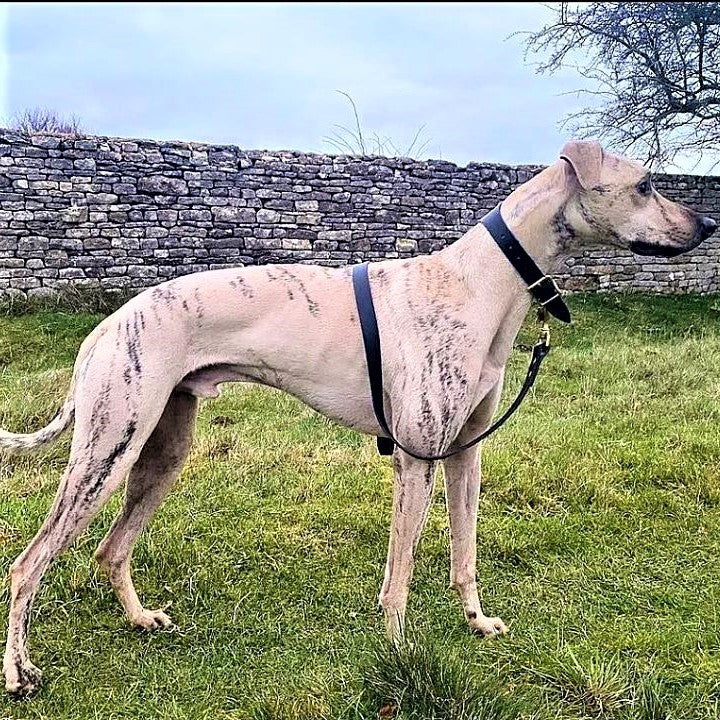 Luxury Leather Dog Lead blue lurcher