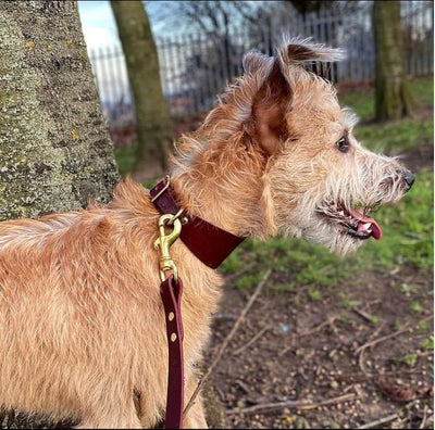 Lurcher wearing Hound Dog Collar and Lead set in British Burgundy