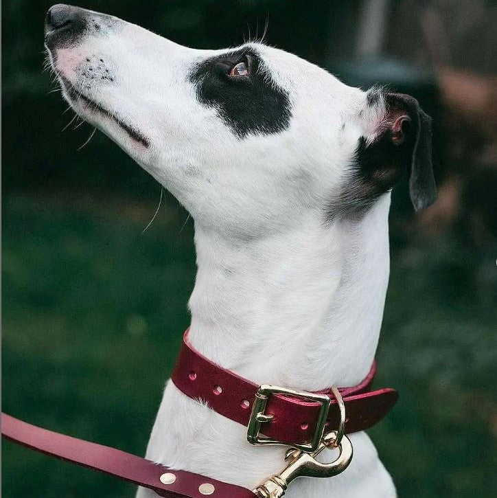 Leather Dog Collar for Hound on lurcher – British Burgundy