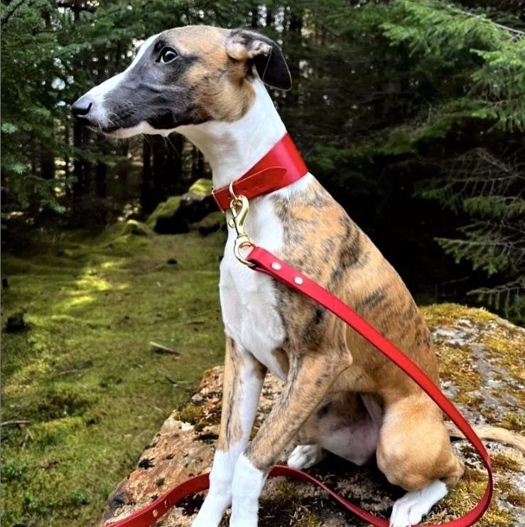 Personalised Leather Dog Lead in Cavendish Red with matching whippet collar