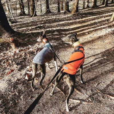 Two Dog Leash Coupler lurchers