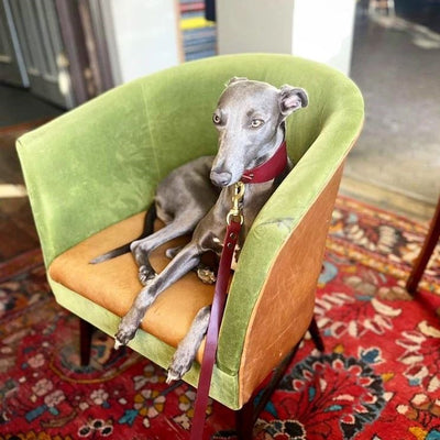 Whippet wearing Hound Dog Collar and Lead set in British Burgundy