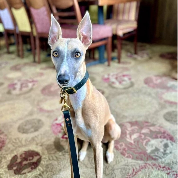 Leather Dog Collar and Lead Set for Hound on whippet – Sacramento Green