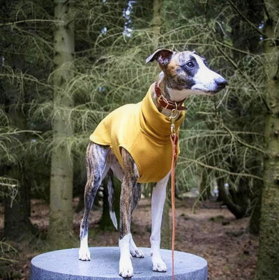 Whippet Collar and Lead leather UK